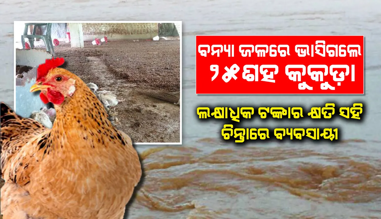  ବନ୍ୟା ଜଳରେ ଭାସିଗଲେ ୨୫ଶହ କୁକୁଡ଼ା, ଲକ୍ଷାଧିକ ଟଙ୍କାର କ୍ଷତି ସହି ଚିନ୍ତାରେ ବ୍ୟବସାୟୀ