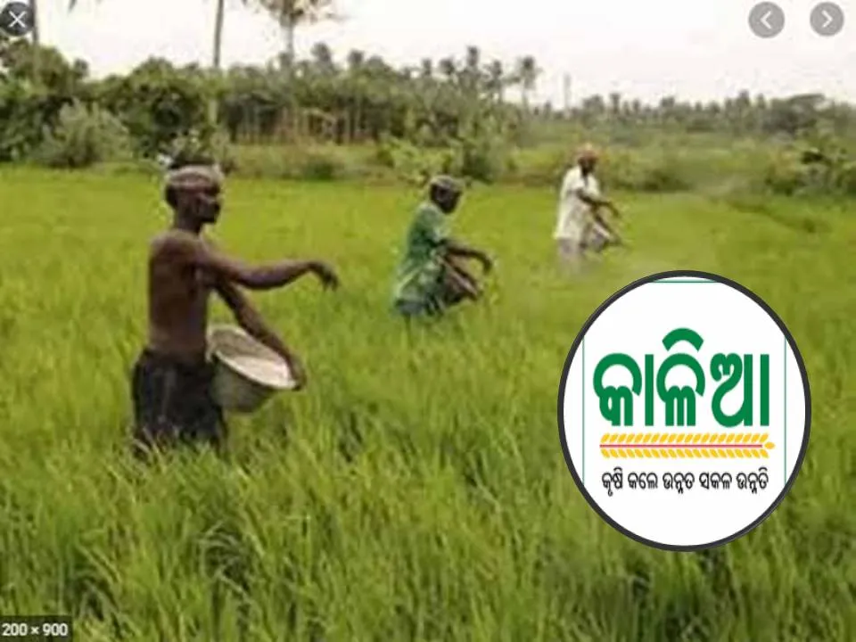  ବର୍ତ୍ତମାନ ପାଇଁ ଚାଷୀଙ୍କୁ ଆଉ ଫେରାଇବାକୁ ପଡ଼ିବ ନାହିଁ କାଳିଆ ଟଙ୍କା