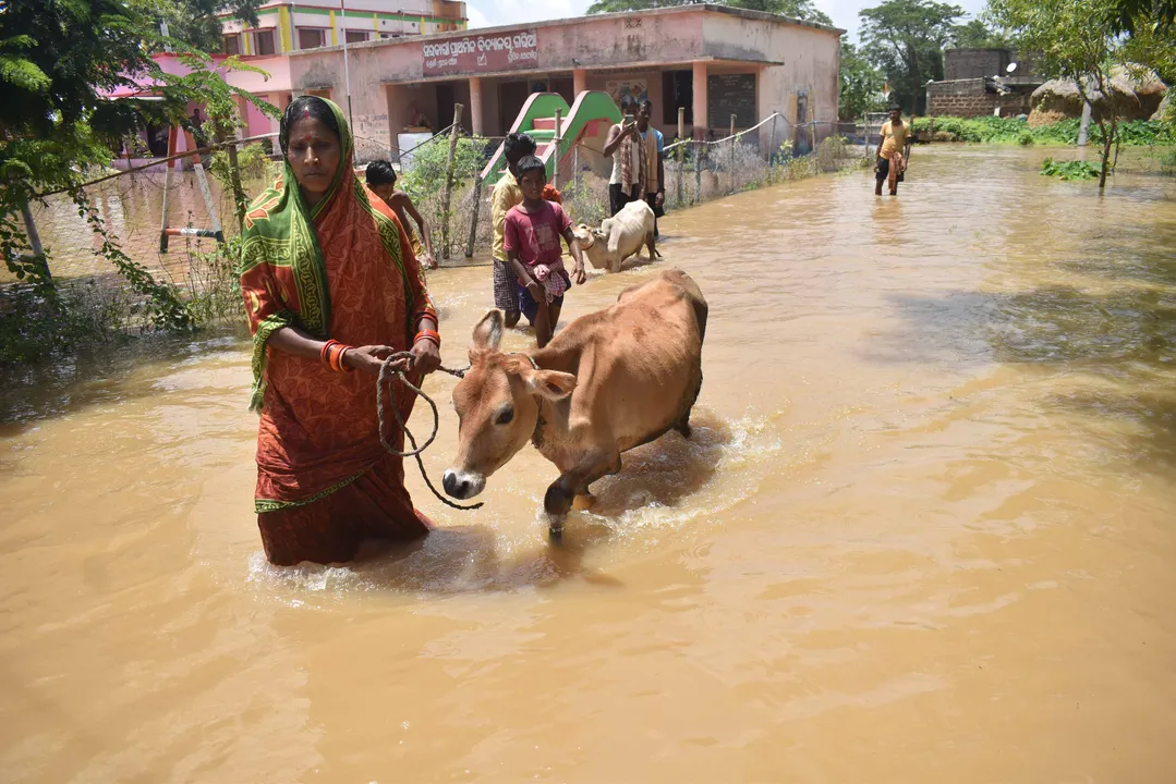  ବନ୍ୟାରେ ୨୦ଟି ଜିଲ୍ଲାର ୧୪ଲକ୍ଷ ଲୋକ ପ୍ରଭାବିତ, ୧୭ ମୃତ, ୨.୬୫ ଲକ୍ଷ ଜଳବନ୍ଦୀ