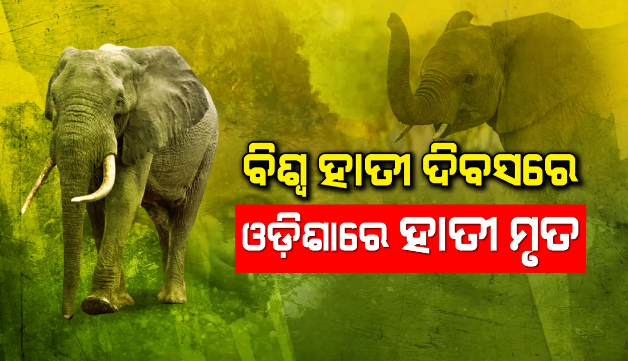  ବିଶ୍ୱ ହାତୀ ଦିବସରେ ଓଡ଼ିଶାରେ ହାତୀ ମୃତ