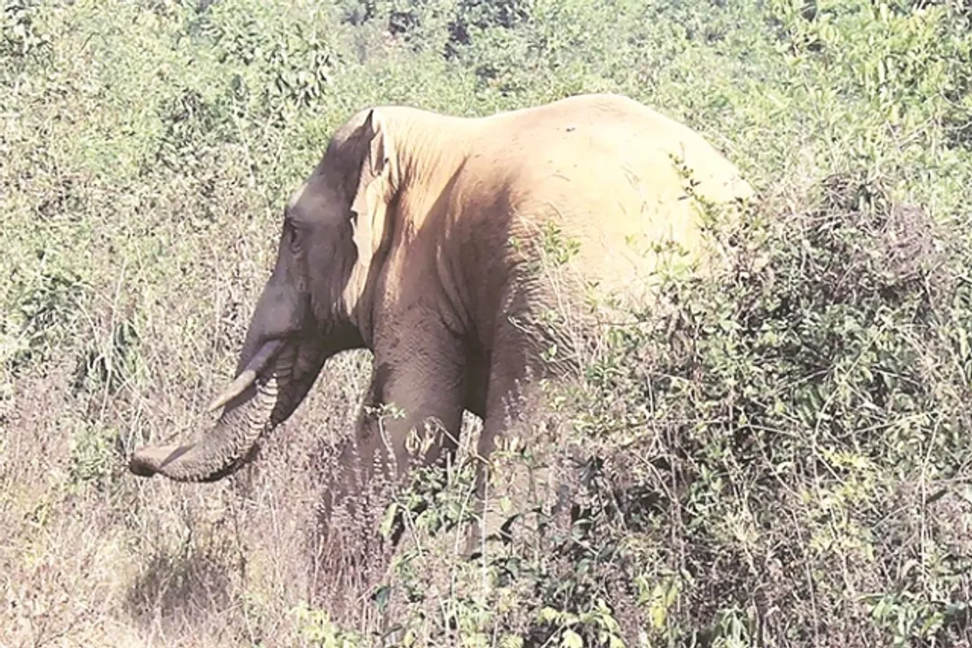  ୪ ବର୍ଷରେ ୮୦ ହାତୀଙ୍କୁ ତତଲା ବର୍ଚ୍ଛା ଚେଙ୍କ