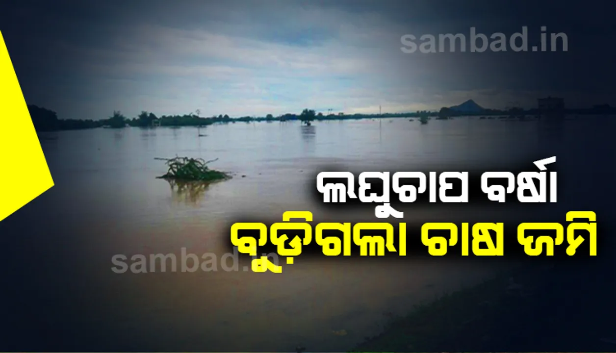 ଭଦ୍ରକ: ଲଘୁଚାପ ବର୍ଷାରେ ବୁଡିଲା ଶହଶହ ଏକର ଚାଷ ଜମି, ଚାଷୀ ନିରାଶ