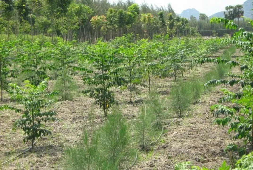  Agroforestry - blogger 