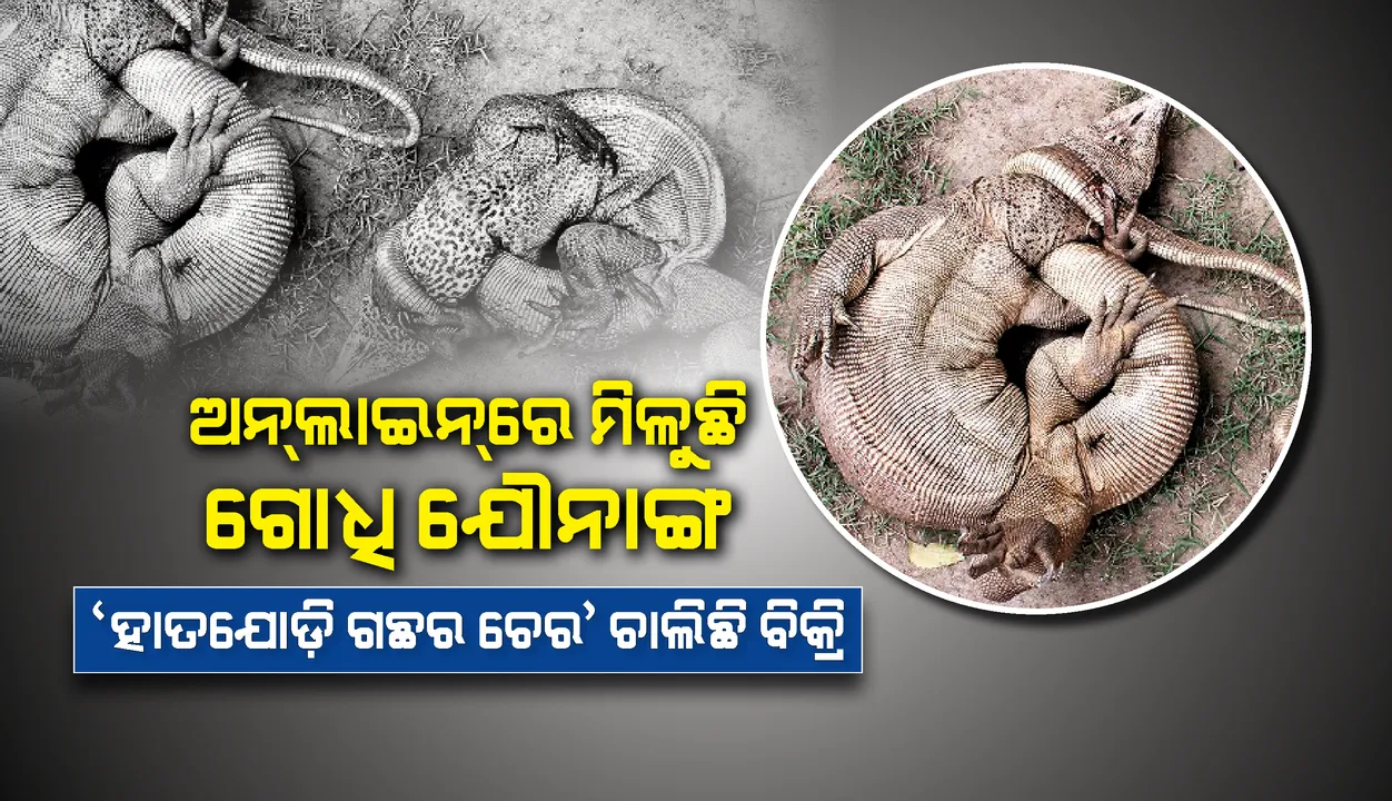  ଅନ୍‌ଲାଇନ୍‌ରେ ମିଳୁଛି ଗୋଧି ‌ଯୌନାଙ୍ଗ, ‘ହାତଯୋଡ଼ି ଗଛର ଚେର‘ ଛଦ୍ମନାମରେ ଚାଲିଛି ବିକ୍ରି
