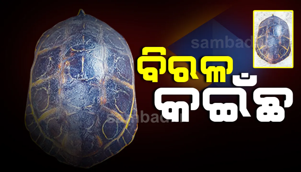  ବାଲେଶ୍ୱର: ଜଳେଶ୍ୱରରୁ ଉଦ୍ଧାର ବିରଳ କଇଁଛ ନନ୍ଦନକାନନରେ ରହିବ