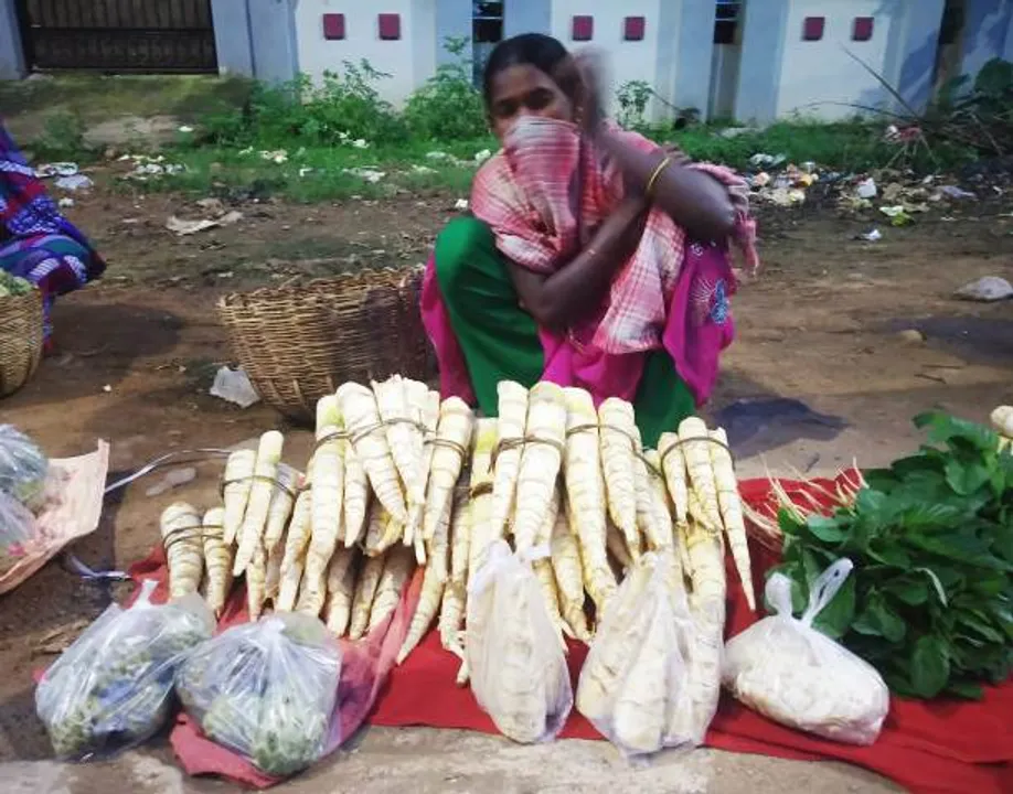  କଟକଣା ସତ୍ତ୍ବେ ବଢ଼ୁଛି ବାଉଁଶ କରଡ଼ିର ଚାହିଦା : ଆଦିବାସୀଙ୍କ ପରେ ଖାଦ୍ୟ ଭାବେ ସାଧାରଣ ଲୋକ ବି ଆପଣାଇଲେଣି
