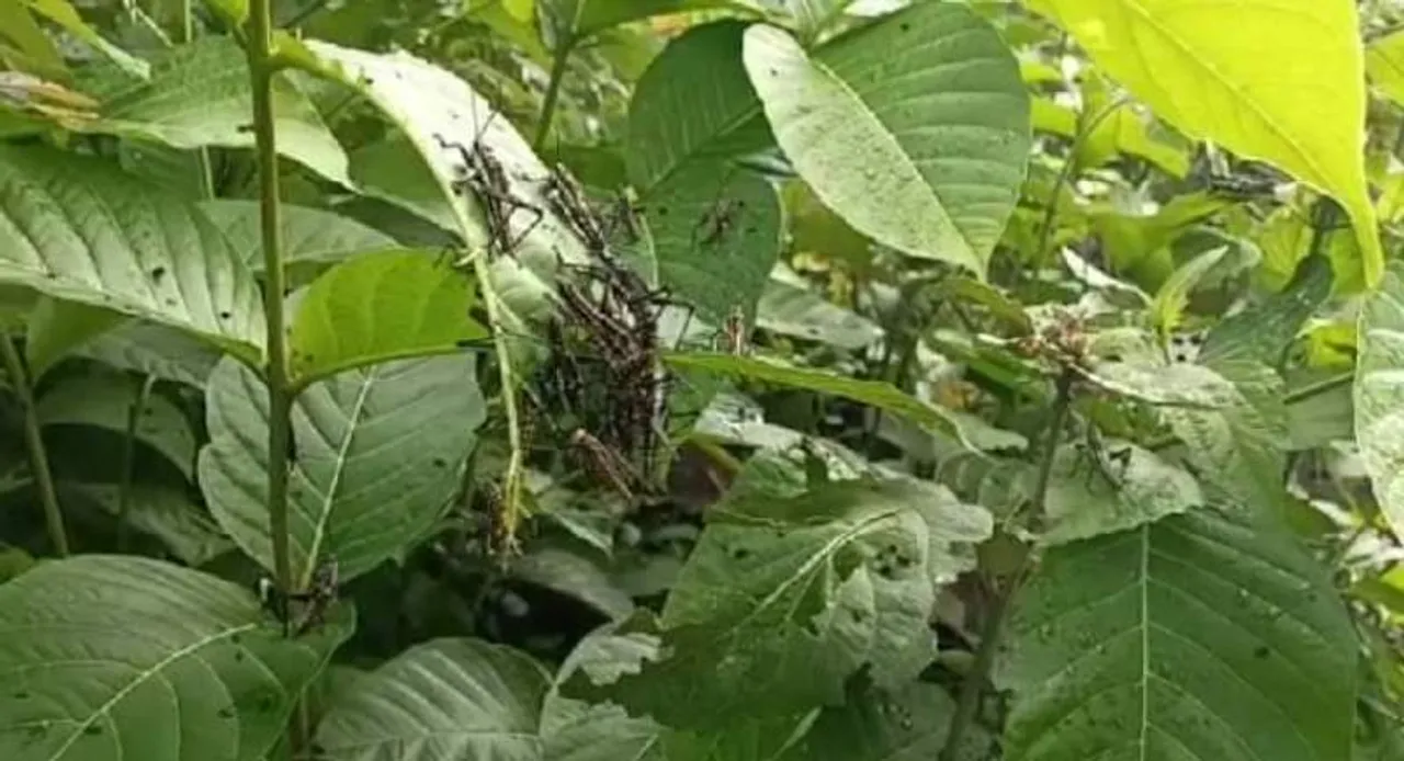  ବିଷମକଟକ, ମୁନିଗୁଡ଼ାରେ ପଙ୍ଗପାଳ ଭୟ!