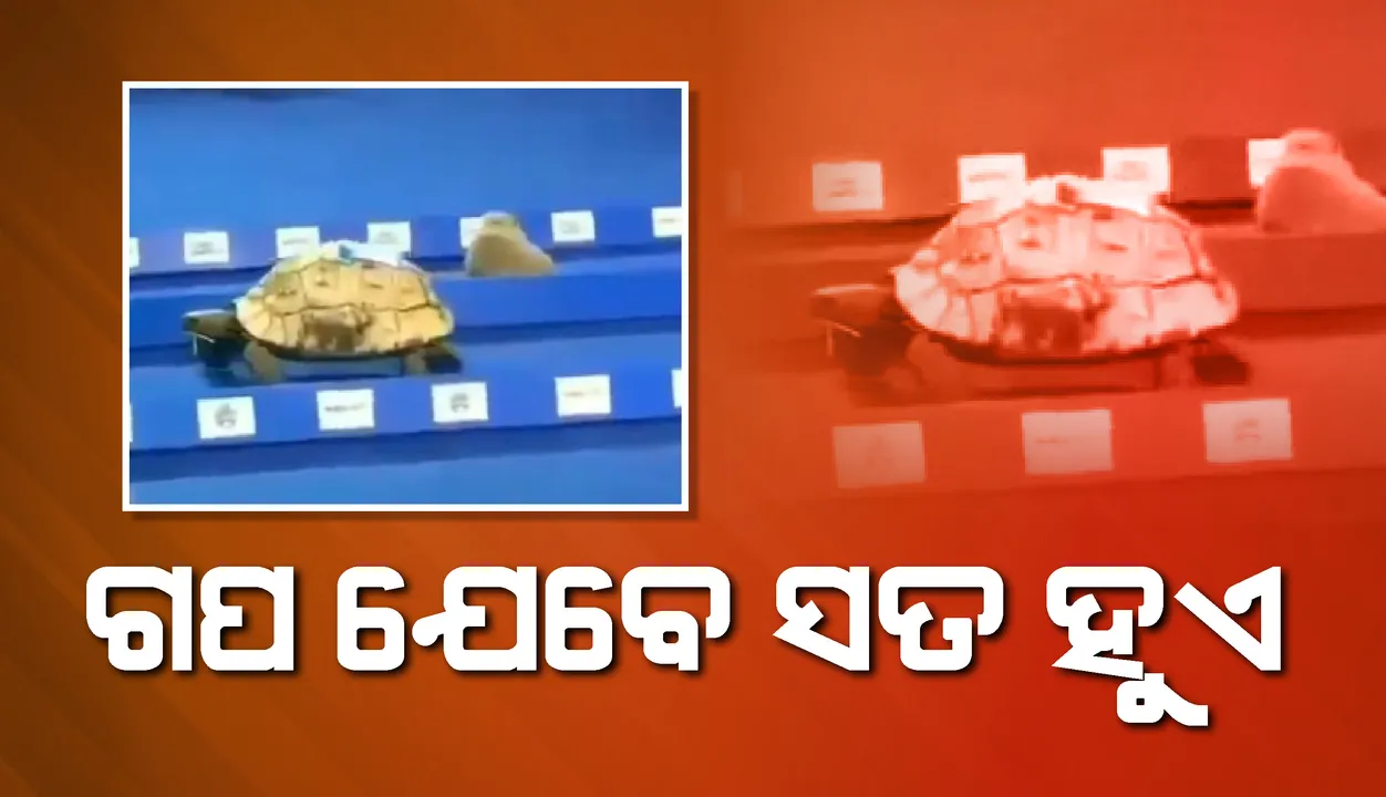  ସତ ହେଲା ବୁଢ଼ୀ ମା’ଠାରୁ ଶୁଣିଥିବା କଇଁଛ-ଠେକୁଆ ଗପ