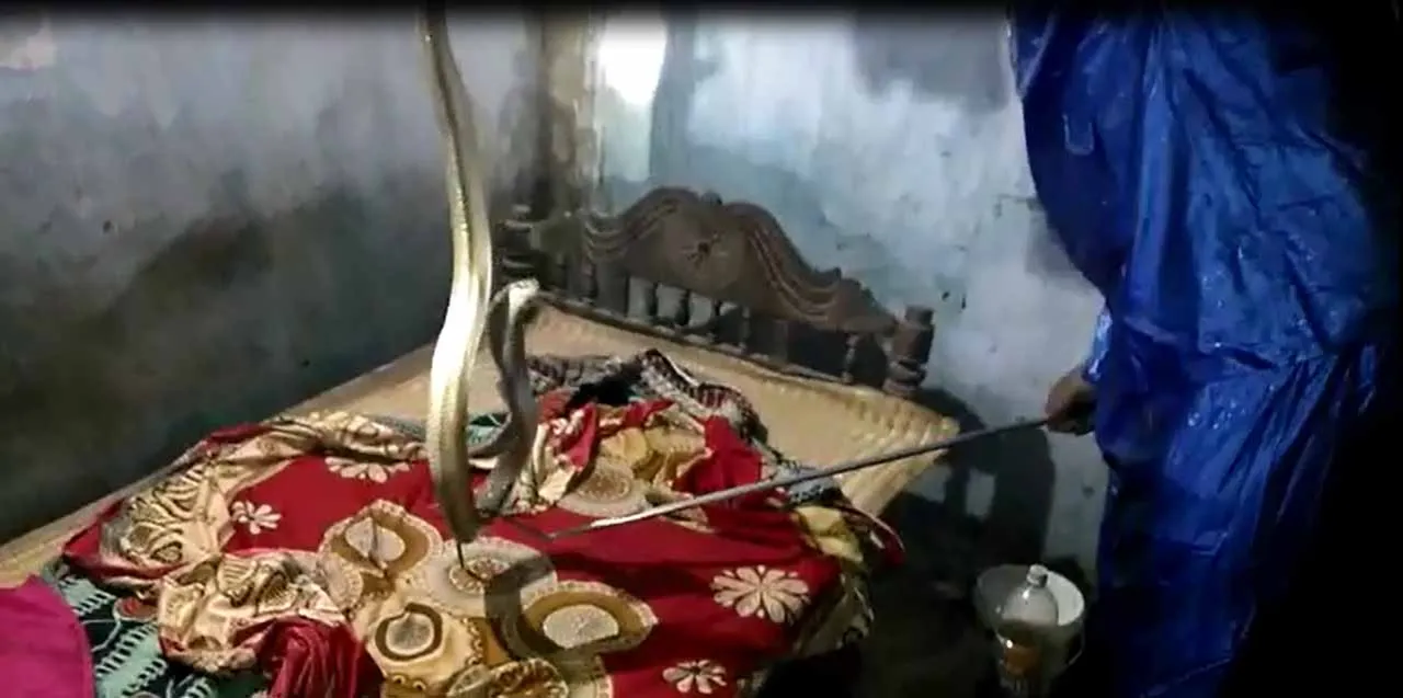  ଶୋଇବା ଘର ବିଛଣା ଉପରୁ ଉଦ୍ଧାର ହେଲା ନାଗ ସାପ