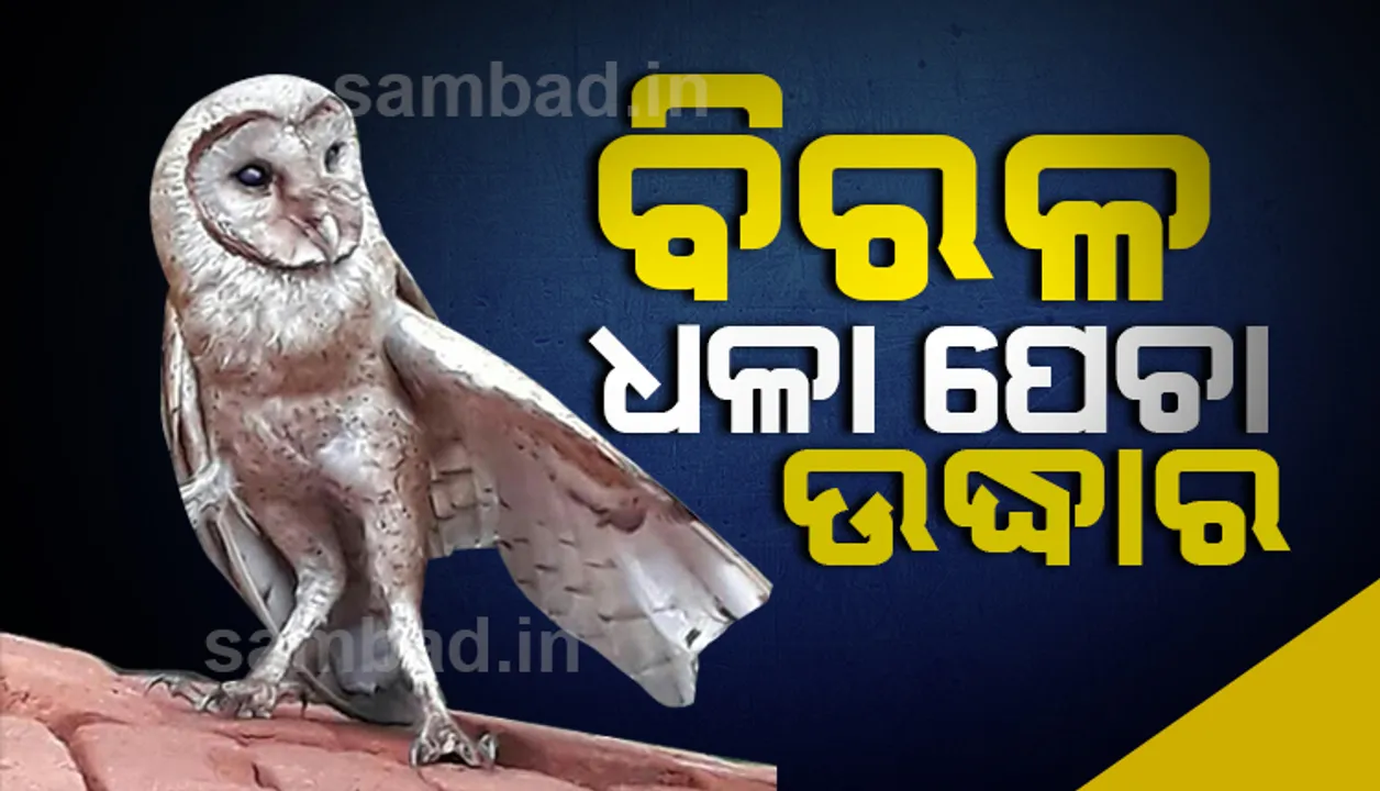  ସୋସିଆଲ ମିଡିଆ ସୂଚନାରୁ ଉଦ୍ଧାର ହେଲା ବିରଳ ପେଚା