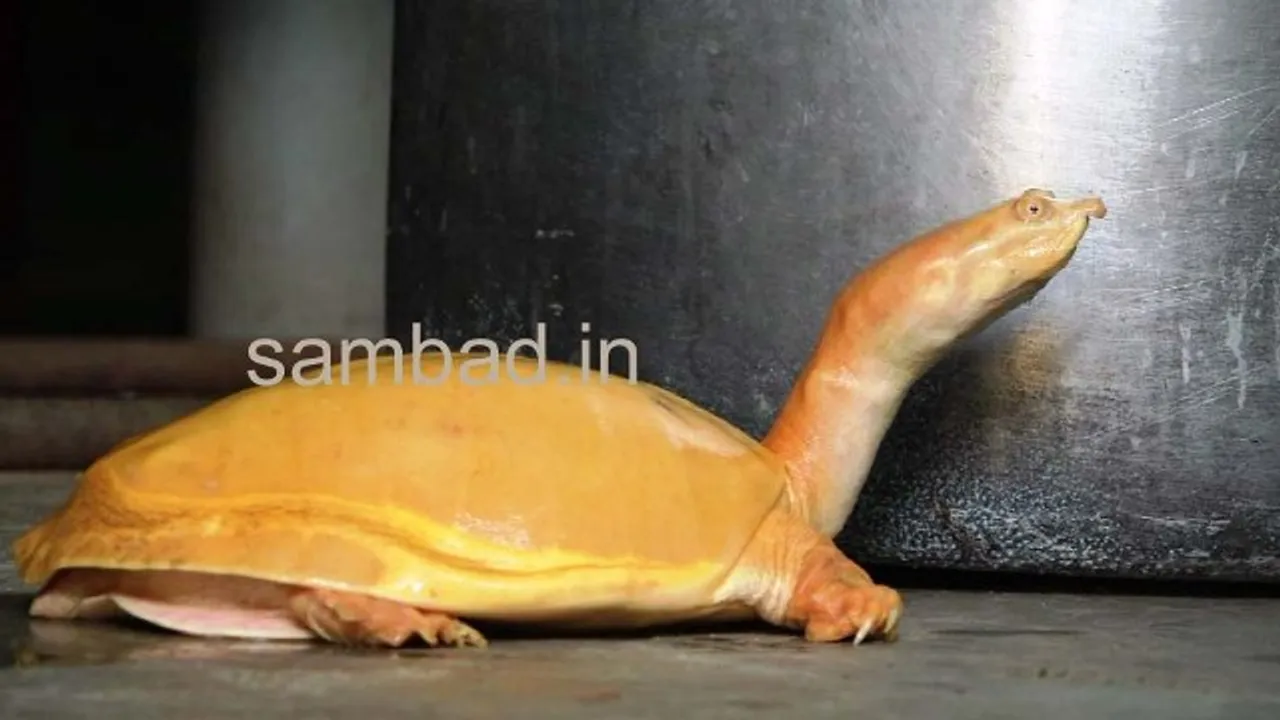  ଅଢ଼େଇ କିଲୋ ଓଜନର ବିରଳ ସ୍ୱର୍ଣ୍ଣ କଇଁଛ ଉଦ୍ଧାର, ଭଗବାନଙ୍କ ପ୍ରତୀକ ଭାବରେ ପୂଜା କରି ବନବିଭାଗକୁ ହସ୍ତାନ୍ତର କଲେ ଚାଷୀ