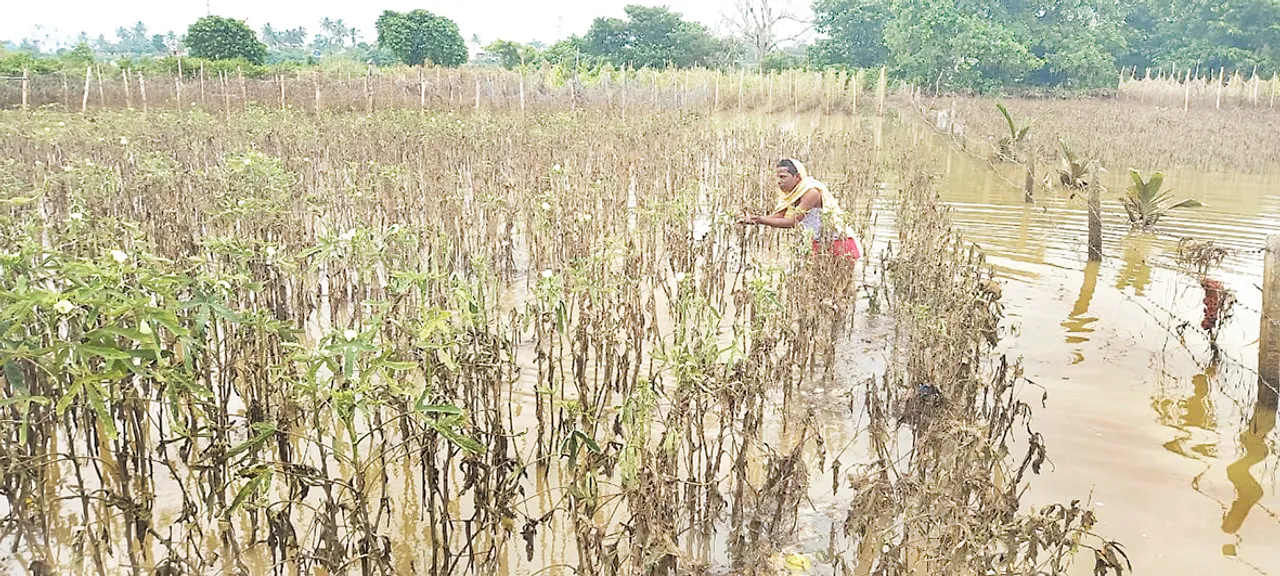  ବନ୍ୟା ବିତ୍ପତି : ବିଲରେ ନାହିଁ ପରିବା କଷି, ପୋଟଳ ଶହେ, କଞ୍ଚାଲଙ୍କା ଦୁଇ ଶହ