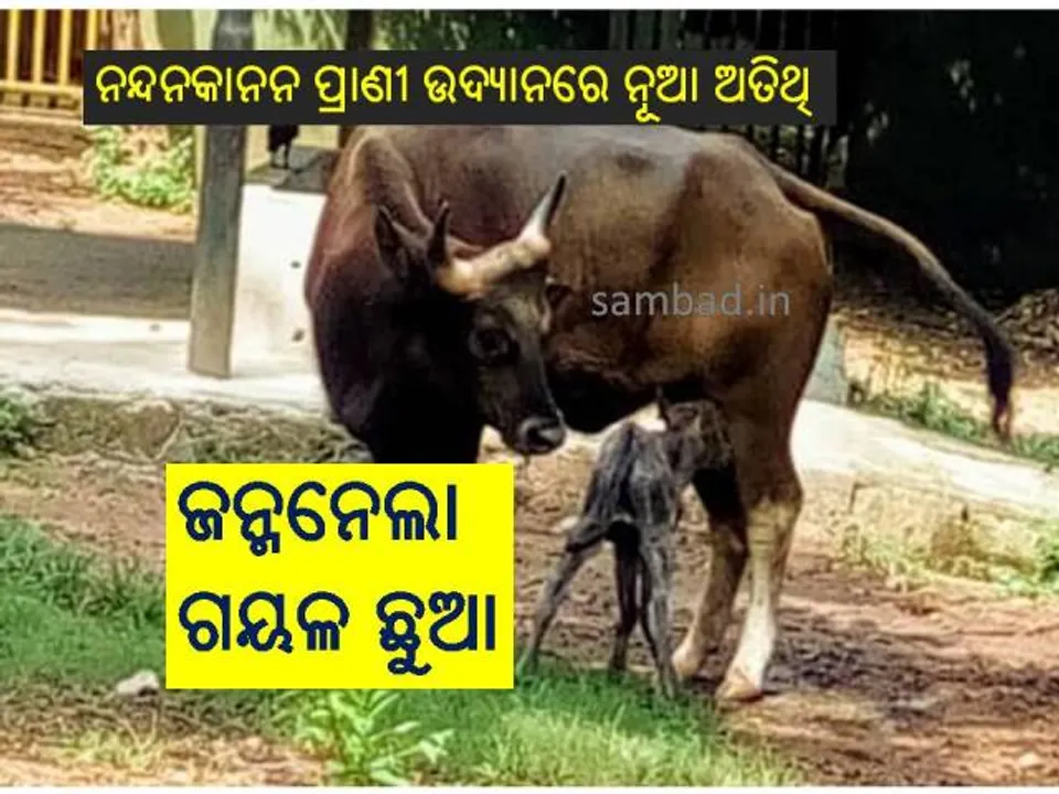  ନନ୍ଦନକାନନ ପ୍ରାଣୀ ଉଦ୍ୟାନକୁ ଆସିଲା ନୂଆ ଅତିଥି, ଜନ୍ମନେଲା ଗୟଳ ଛୁଆ