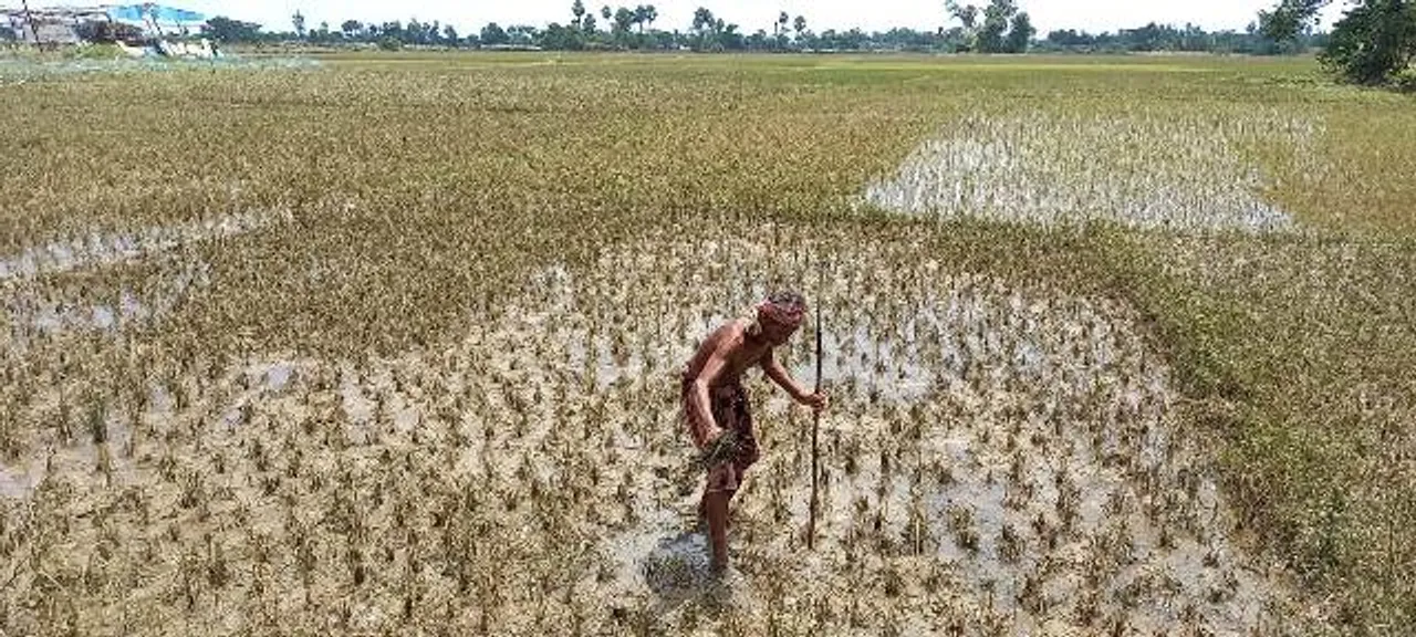  ବନ୍ୟା ଧୋଇନେଲା ସବୁ ଫସଲ, କୃଷି ଋଣ ଶୁଝିବା ଚିନ୍ତାରେ ଚାଷୀ