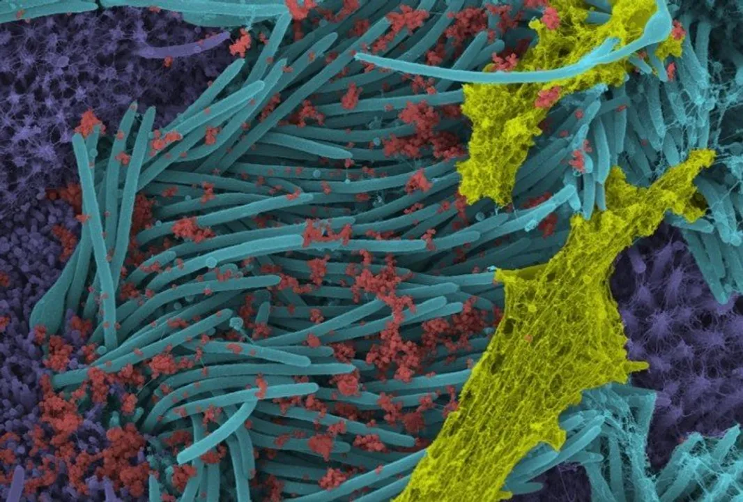  Image Courtesy of Ehre Lab, UNC School of Medicine 