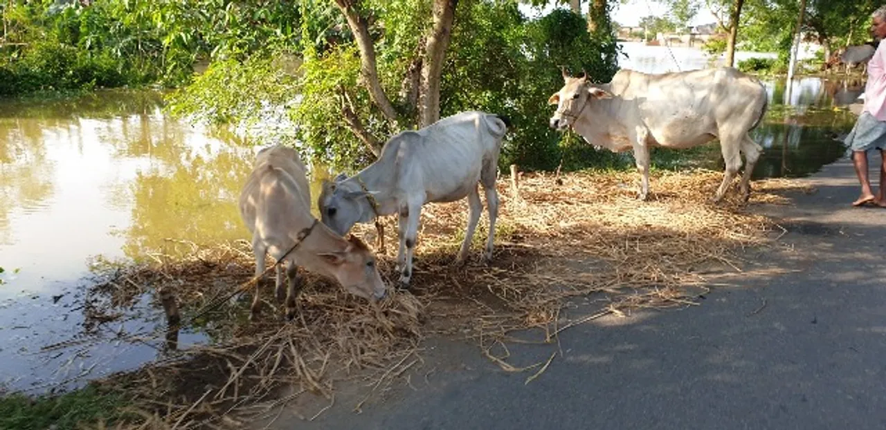  ବନ୍ୟାରେ ଧୋଇଗଲା ୧୪୮୯୦ ଗୁହାଳ, ଖୋଲା ଆକାଶ ତଳେ ଗୋରୁଗାଈ