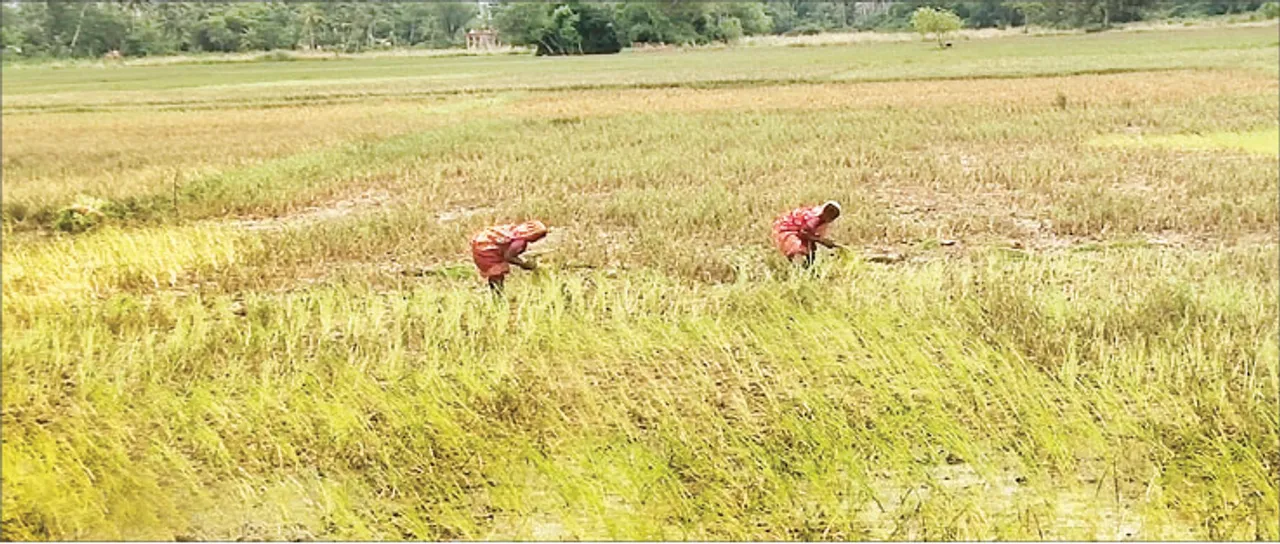  ବନ୍ୟା ଉଜାଡ଼ିଲା ଭାଗଚାଷୀଙ୍କ ଭାଗ୍ୟ, ବନ୍ୟାଞ୍ଚଳ ଚାଷୀଙ୍କୁ ବିହନ ମିଳୁନି