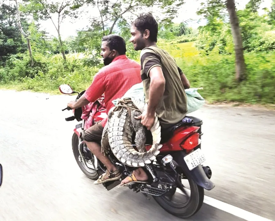  ଉଦ୍ଧାର କୁମ୍ଭୀରକୁ ବାଇକ୍‌ରେ ନେବା ମହଙ୍ଗା ପଡ଼ିଲା : ଡେପୁଟି ରେଞ୍ଜର୍‌, ୨ ବନ କର୍ମଚାରୀ ନିଲମ୍ବିତ