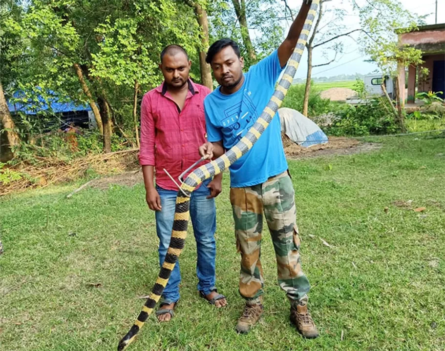  ଆଠଫୁଟରୁ ଉର୍ଦ୍ଧ୍ଵ ଲମ୍ବା ରଣାସାପ ଉଦ୍ଧାର
