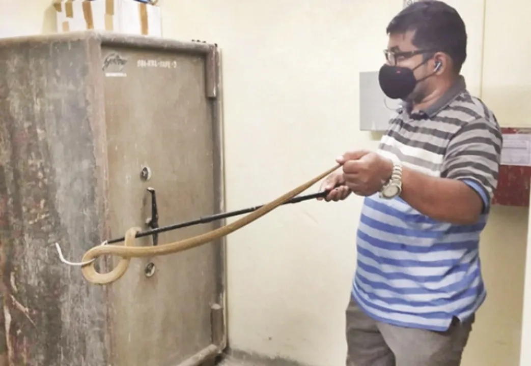  ଷ୍ଟେଟ୍‌ ବ୍ୟାଙ୍କ ଷ୍ଟ୍ରଙ୍ଗ ରୁମରେ ନାଗ