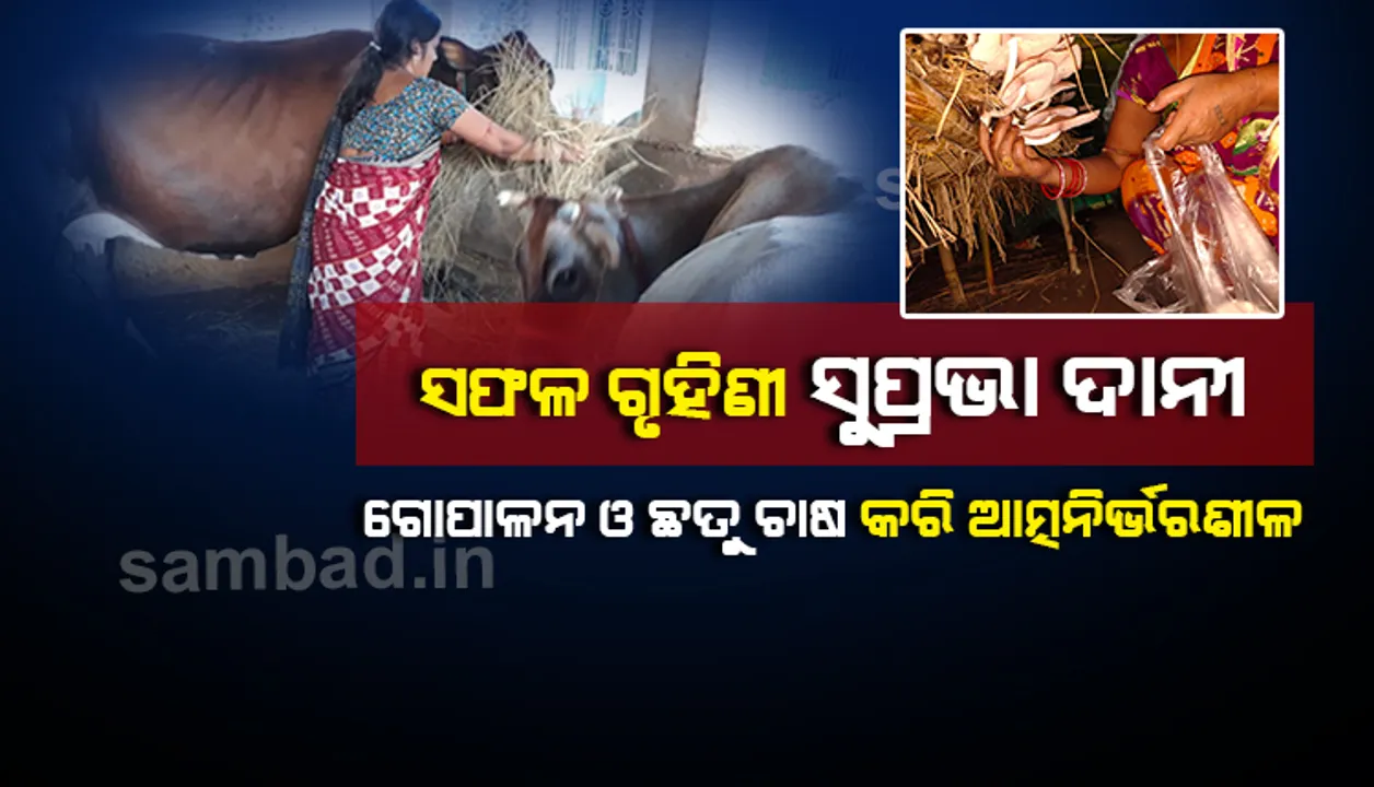  ପ୍ରାଣୀ ସମ୍ପଦ ବିକାଶ କ୍ଷେତ୍ରରେ ସୁପ୍ରଭା ଦାନୀଙ୍କ ସଫଳତା, ନିଜେ ରୋଜଗାର କରି ଚଳାଉଛନ୍ତି ୫ ପରିବାର