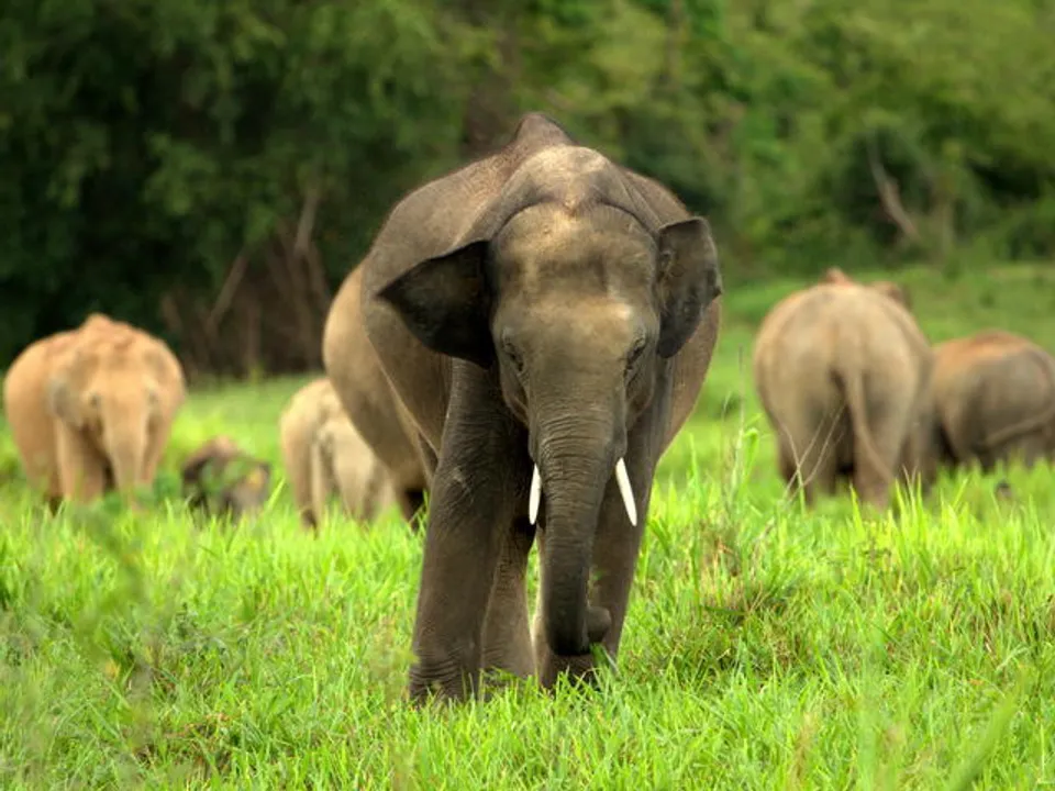  World Wildlife Fund 