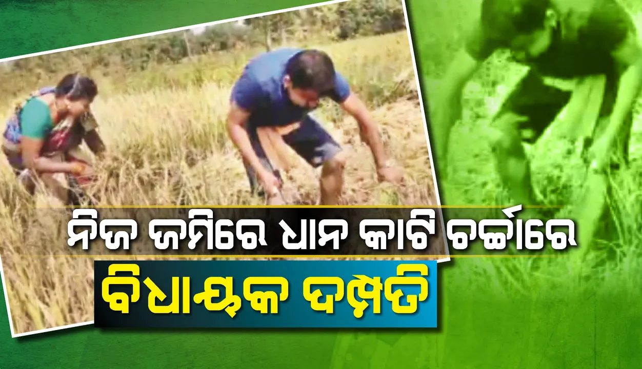  ନିଜ ଜମିରେ ଧାନ କାଟି ଚର୍ଚ୍ଚାରେ ଉମରକୋଟ ବିଧାୟକ ଦମ୍ପତି