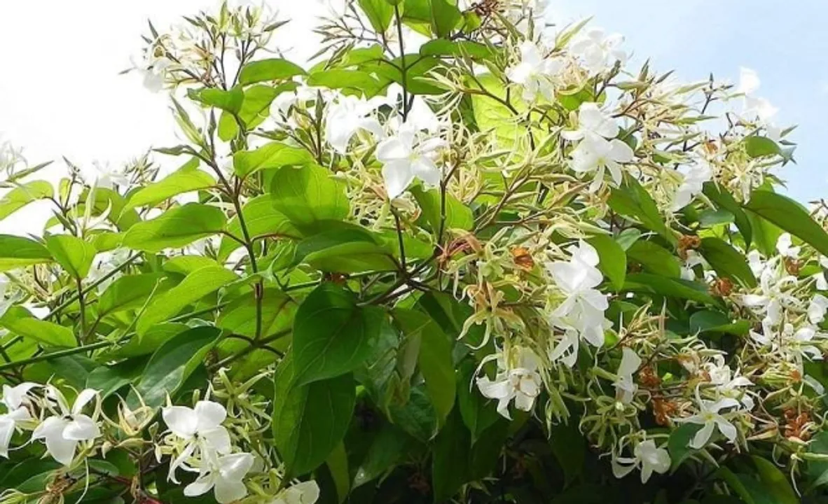  ତପସ୍ୱିନୀ ବନମାଳତୀ