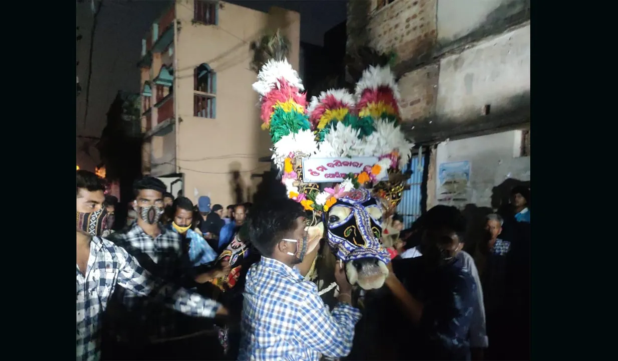  ନିରାଡ଼ମ୍ବରରେ ପାଳିତ ହେଲା ଭୁବନର ପ୍ରସିଦ୍ଧ ବଳଦ ଯାତ୍ରା, ୩୧ ପରିବର୍ତ୍ତେ ମାତ୍ର ଦୁଇ ସୁସଜ୍ଜିତ ବଳଦରେ ନଗର ପରିକ୍ରମା