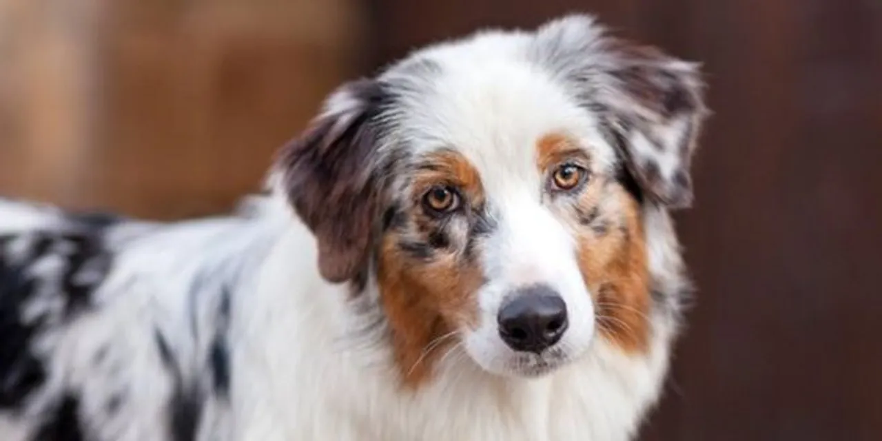  Image Courtesy of Dog Express 