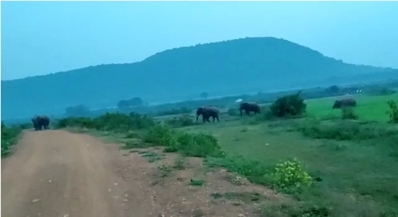  ବାଣୀପଦାରେ ହାତୀପଲଙ୍କ ଉପଦ୍ରବ