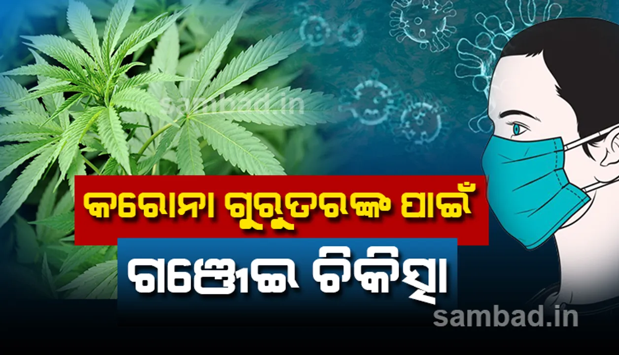  କରୋନା ଗୁରୁତରଙ୍କ ପାଇଁ ବ୍ୟବହାର ହୋଇପାରେ ଗଞ୍ଜେଇ ଚିକିତ୍ସା!