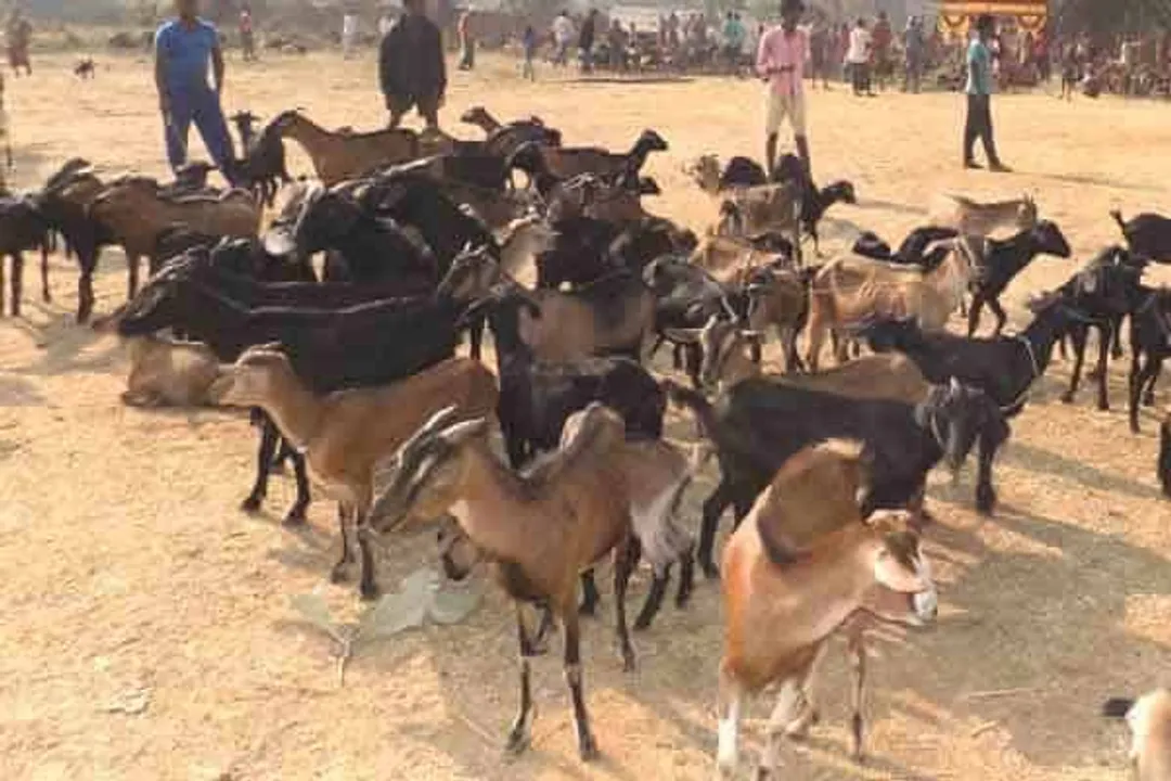  image credit : odishavet 