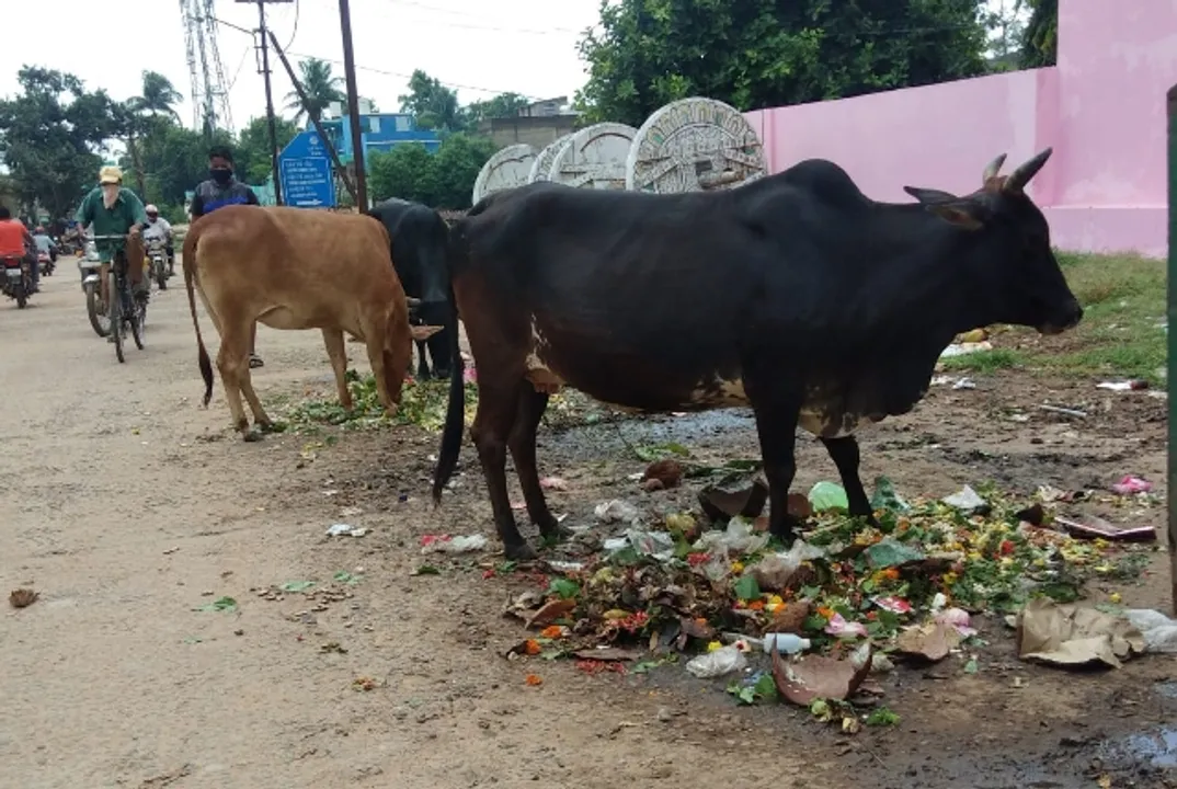  ଭୁବନେଶ୍ୱର : ସହରର ବର୍ଜ୍ୟବସ୍ତୁରେ ମିଶୁଛି ମନ୍ଦିର ଆବର୍ଜନା, ଭାବାବେଗ ଉପରେ କୁଠାରଘାତ