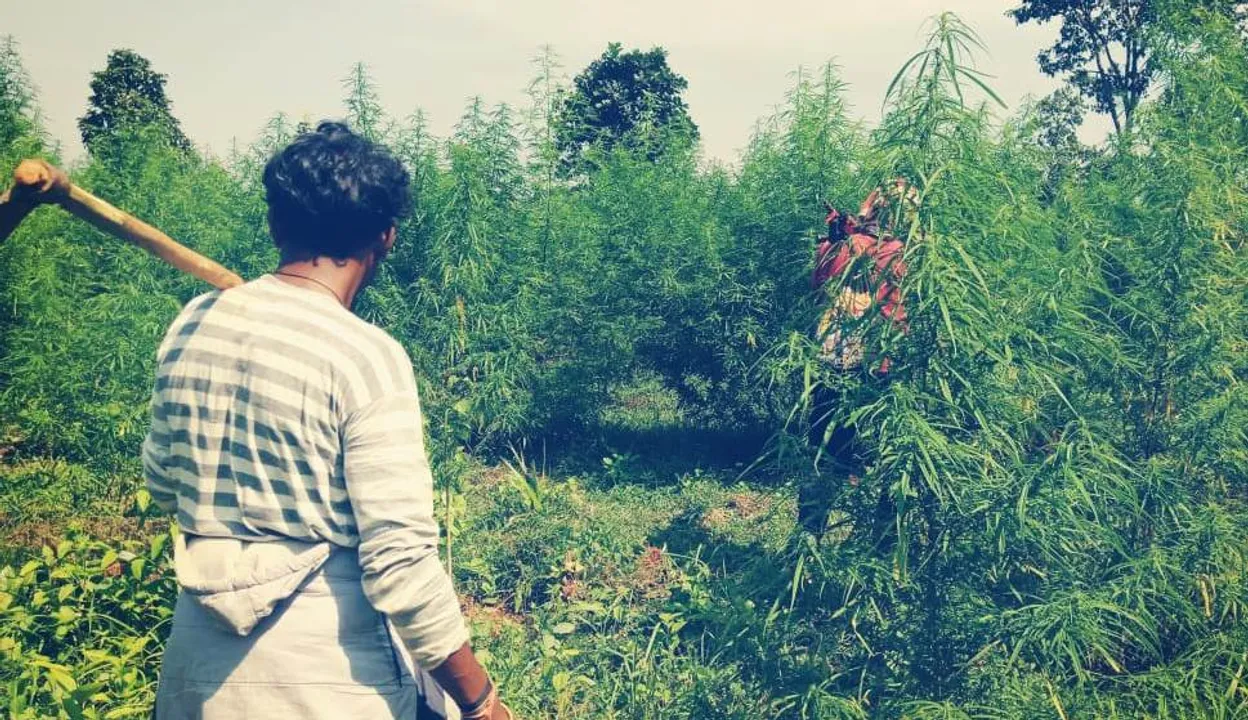  କନ୍ଧମାଳରେ ଗଂଜେଇ ଚାଷ ନିର୍ମୂଳ ଅଭିଯାନ ଆରମ୍ଭ