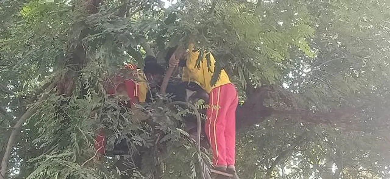  ଗଛରୁ ଡେଇଁ ବେପାରୀଙ୍କ ଆତ୍ମହତ୍ୟା ଉଦ୍ୟମ, ଦୁଇ ଘଣ୍ଟା ପରେ ଉଦ୍ଧାର କଲେ ଅଗ୍ନିଶମ କର୍ମଚାରୀ