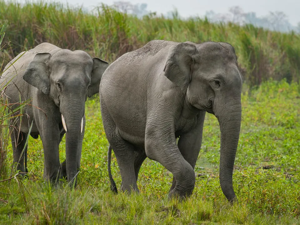  World Wildlife Fund 