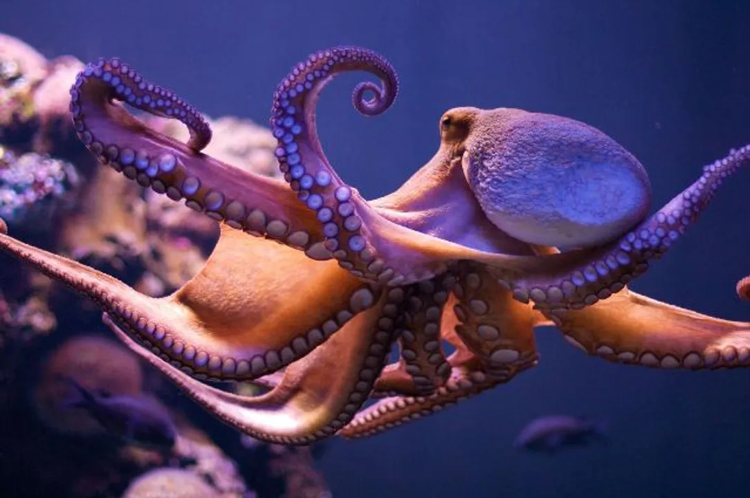  Smithsonian Magazine 