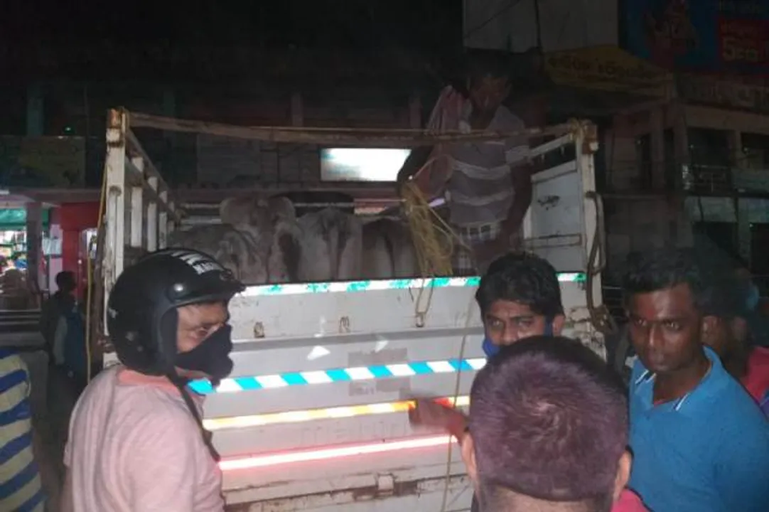  ମୟୂରଭଞ୍ଜ ଜିଲ୍ଲାରେ ବଢ଼ୁଛି ବେଆଇନ ଗୋଚାଲଣ : ଗୋଟିଏ ଦିନରେ ୩ ଗୋରୁ ବୋଝେଇ ପିକଅପ୍ ଗାଡି ଜବତ