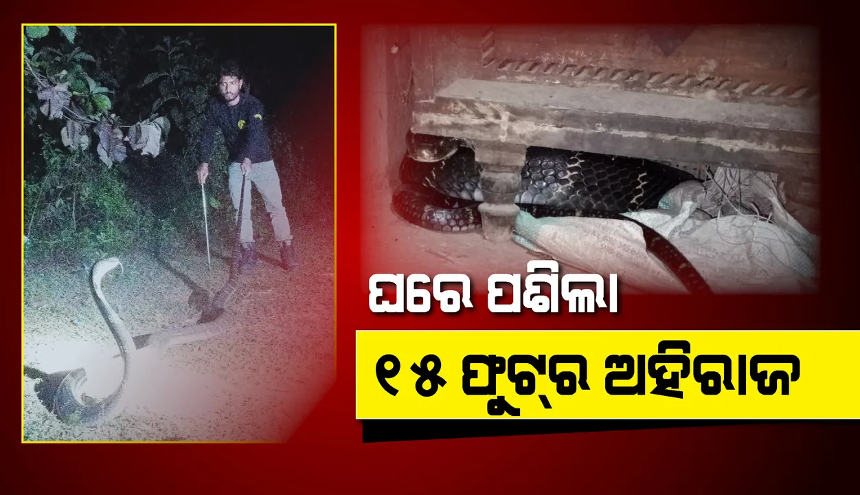  ହିନ୍ଦୋଳ : ଘରେ ପଶିଲା ୧୫ଫୁଟର ଅହିରାଜ