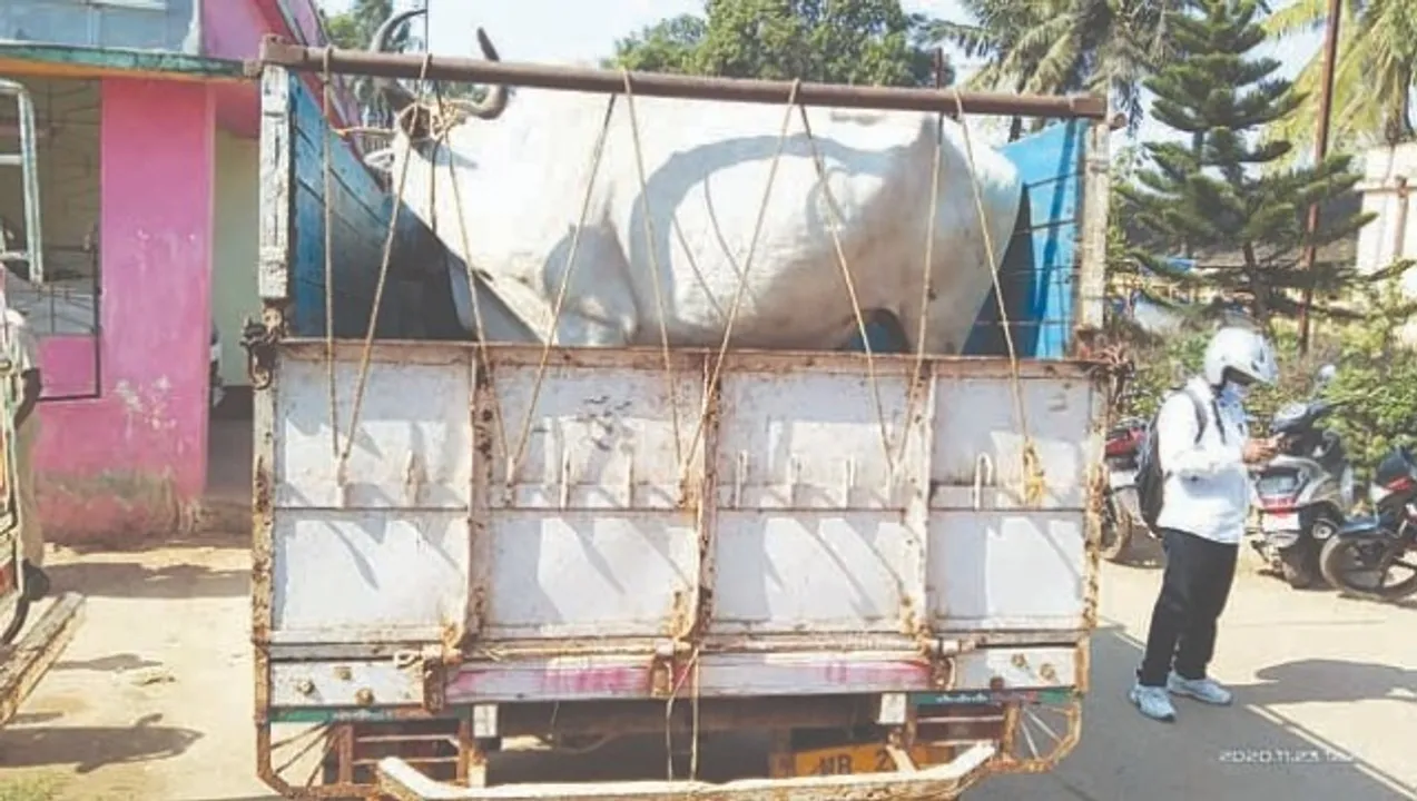  ଏପଟେ ଗୋ ସମ୍ବର୍ଦ୍ଧନ, ସେପଟେ ଗୋଚାଲାଣ : ଗୋରୁବୋଝେଇ ଗାଡ଼ି ସହ ୨ ଅଟକ, ୮ ଗୋରୁବେପାରୀ ଗଛରେ ବନ୍ଧାହେଲେ