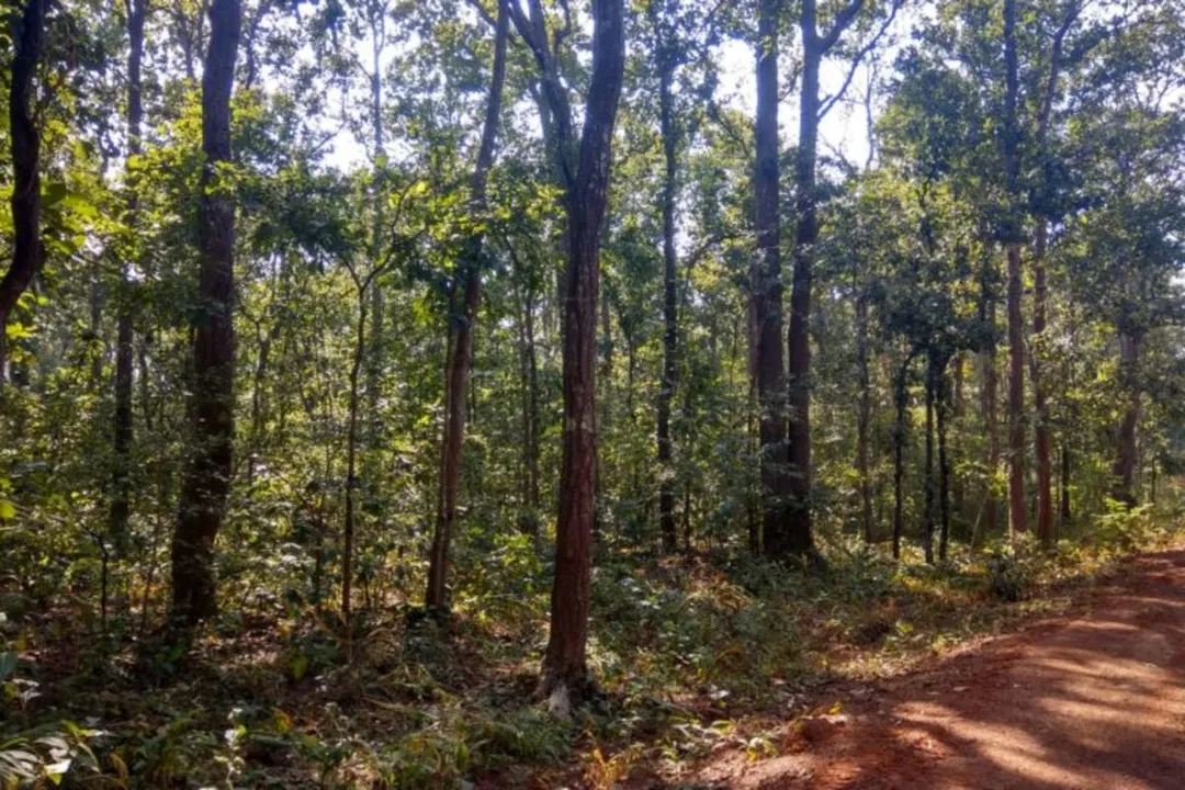  ବଲାଙ୍ଗୀରର ବନବିଭାଗରେ ଚାଲିଛି ବଡ଼ ଖେଳ, ‘ଅଭୟକାନ୍ତ’ମାନଙ୍କୁ ଘାରିଛି ଭିଜିଲାନ୍ସ ଭୟ!