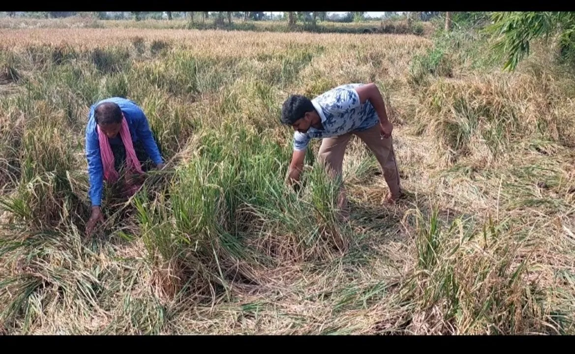  ଚାଷୀଙ୍କ ବ୍ୟାପକ ଫସଲ ନଷ୍ଟ କଲେ ହାତୀପଲ, ସ୍ଥାନୀୟ ବାସିନ୍ଦା ଭୟଭୀତ