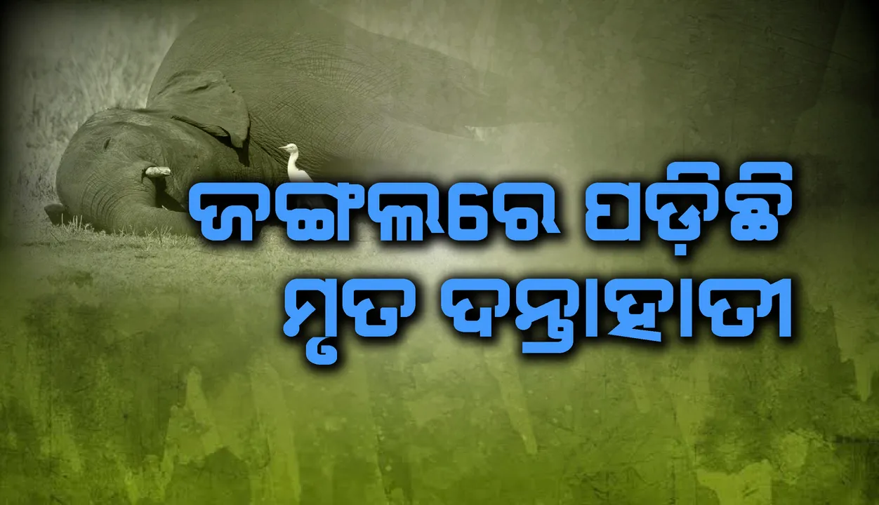  ବିଛଲୁ ଗ୍ରାମ୍ୟ ଜଙ୍ଗଲରେ ପଡ଼ିଛି ମୃତ ଦନ୍ତାହାତୀ