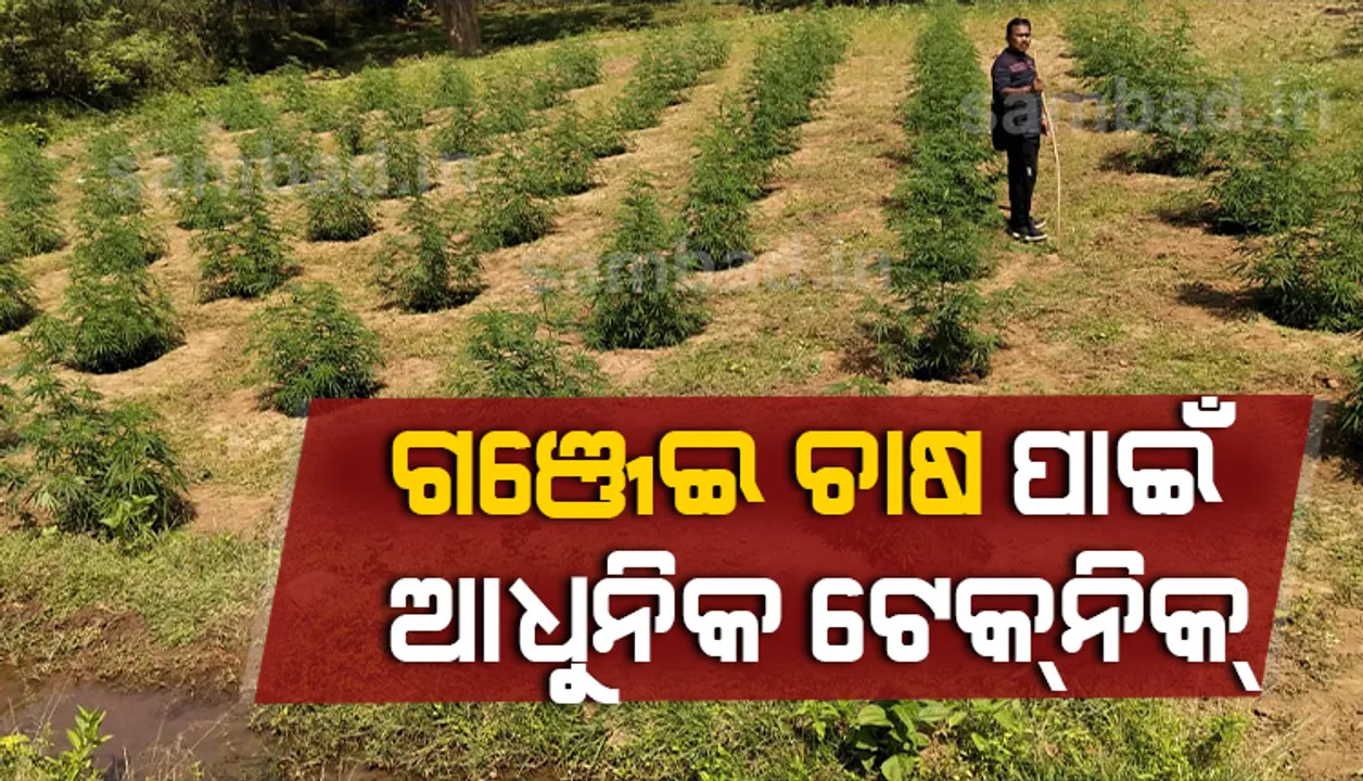  କନ୍ଧମାଳରେ ଶ୍ରୀପଦ୍ଧତିରେ ଗଂଜେଇ ଚାଷ, ମାଫିଆଙ୍କ ପାଇଁ ଅମରାବତୀ ପାଲଟିଛି ସାରଙ୍ଗଗଡ