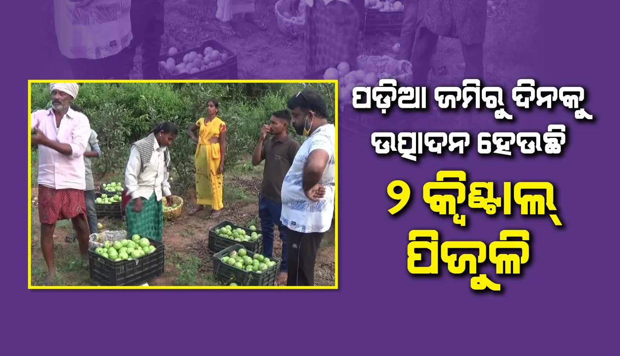  ଓଡ଼ିଶା ମାଟିରେ ସୁନା ଫଳାଇଲେ ଆନ୍ଧ୍ର ଚାଷୀ: ପଡ଼ିଆ ଜମିରୁ ଦିନକୁ ଉତ୍ପାଦନ ୨ କୁଇଣ୍ଟାଲ ପିଜୁଳି