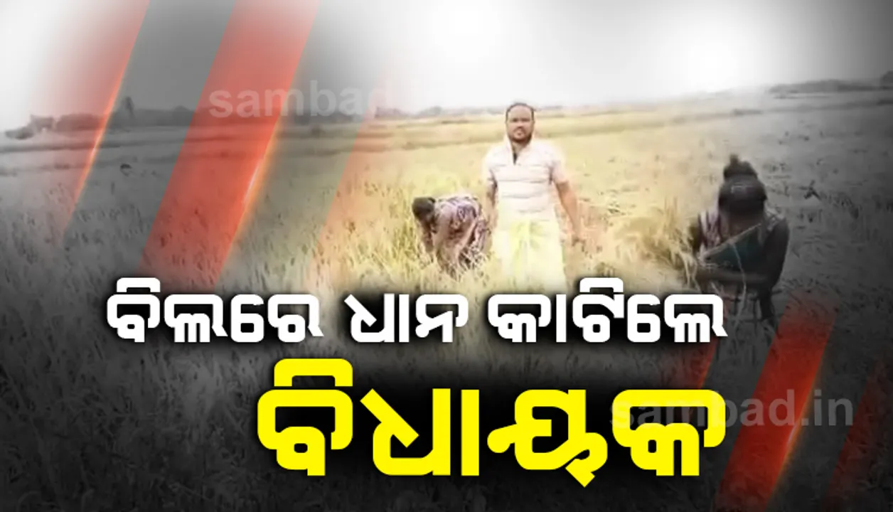  ପୁଣି ଚର୍ଚ୍ଚାରେ ଡାବୁଗାଁ ବିଧାୟକ: ବିଲରେ ଧାନ କାଟିଲେ ମନୋହର ରନ୍ଧାରୀ