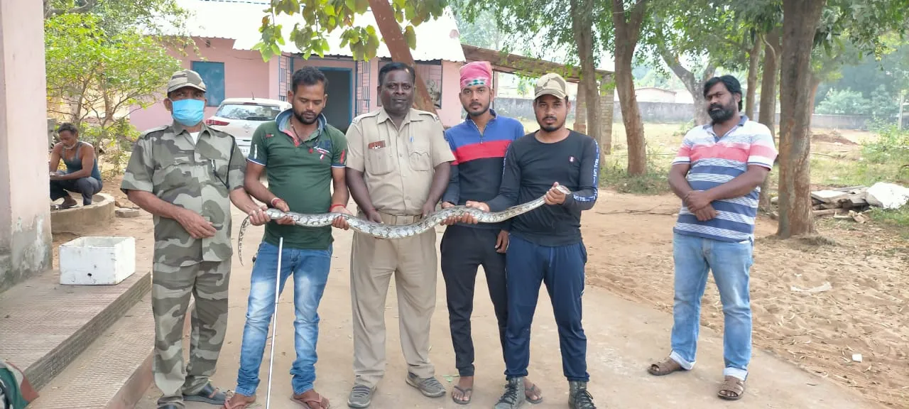  ଘୋଡାଡ଼ିଆଁ ଗ୍ରାମରୁ ଉଦ୍ଧାର ହେଲା ୫ ଫୁଟ ଲମ୍ବ ଅଜଗର ସାପ