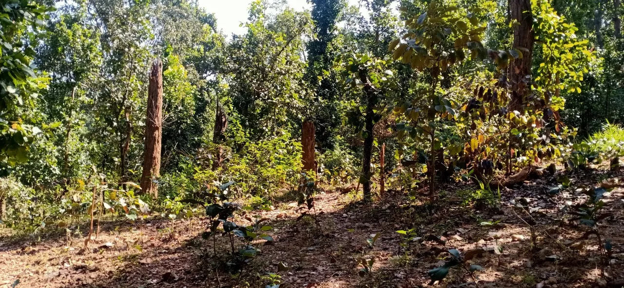  ବିଶ୍ରା ରେଞ୍ଜରେ ବେଧଡ଼କ ଗଛ କଟା, ବନ ବିଭାଗ ଜଳକା