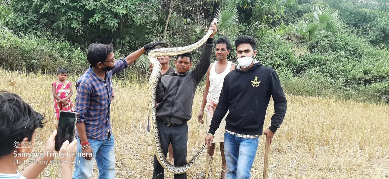  ବଡ଼ଗାଁ ଧୁମାଗଡା ଗାଁରେ ଅଜଗର ଉଦ୍ଧାର !